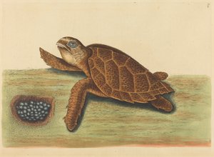 La tortue imbriquée Testudo caretta, publié 1731-1743 - Mark Catesby