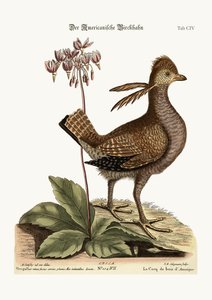 Le Coq de bruyère, 1749-73 - Mark Catesby