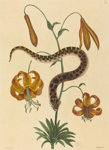 Le serpent à nez de porc (Boa contortrix) - Mark Catesby