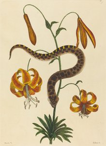 Le serpent à nez de porc (Boa contortrix)