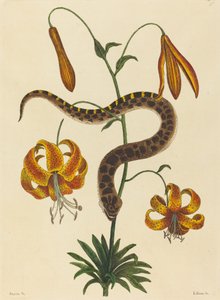 Le serpent à nez de porc, publié 1731-1743