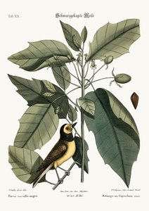 La Mésange à capuchon, 1749-73 - Mark Catesby