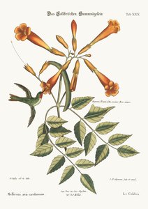 Le Colibri, 1749-73 - Mark Catesby