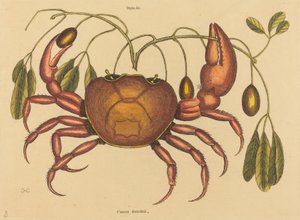 Le crabe terrestre Cancer ruricola, publié 1731-1743