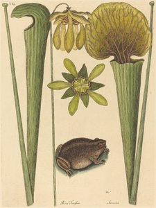 La Grenouille Terrestre Rana