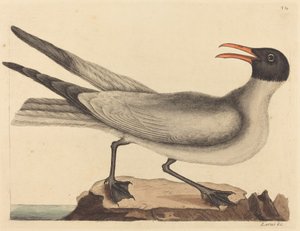 La Mouette rieuse (Larus articilla)