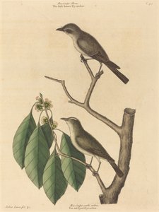 Le Petit Moucherolle Brun - Mark Catesby