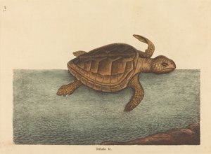 La Tortue caouanne Testudo Cavanna, publié en 1731-1743 - Mark Catesby