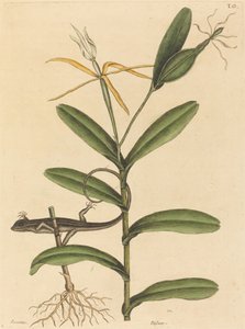 Le Lézard de Lyon (Lacerta 6-lineata)