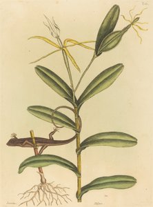 Le lézard de Lyon (Lacerta 6-lineata)