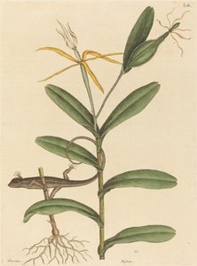 Le Lézard de Lyon Lacerta 6-lineata, publié 1731-1743