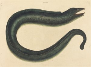 La murène (Muraena helena) - Mark Catesby