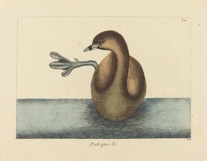 Le Grèbe à bec cerclé (Colymbus podiceps) - Mark Catesby
