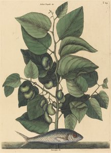 Le Pilchard Argentina carolina, publié 1731-1743 - Mark Catesby