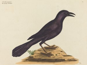 Le Choucas pourpre (Gracula Quiscula) - Mark Catesby