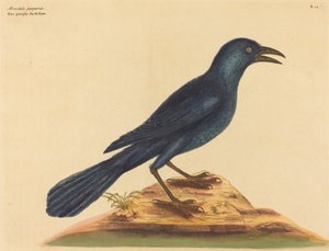 Le Choucas violet, publié 1731-1743 - Mark Catesby