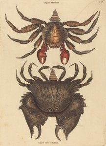Le crabe rocheux rouge tacheté (Cancer grapsus) - Mark Catesby