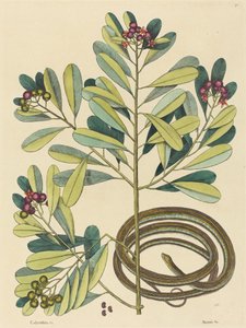 Le Serpent Ruban (Coluber saurita)
