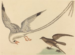 Le Moineau de riz Emberiza oryzivora, publié 1731-1743