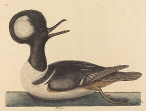 Le Canard à Crête Ronde Mergus cucullatus - Mark Catesby
