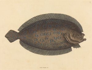 La Sole Pleuronectes lunatus - Mark Catesby