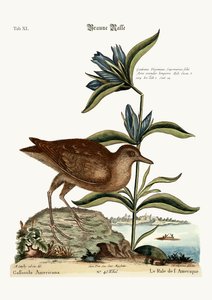 Le Soree, 1749-73 - Mark Catesby