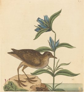 La Soree Rallus Virginianus, publié 1731-1743 - Mark Catesby