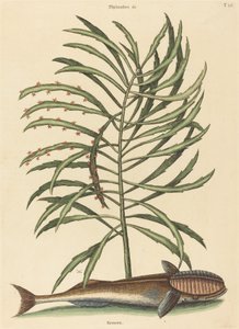 Le poisson suceur (Echeneis naucratis)