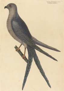 Le faucon à queue fourchue (Falco furcatus) - Mark Catesby
