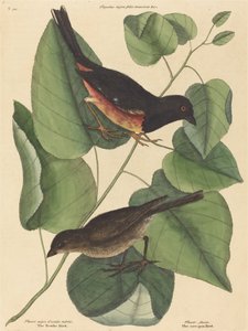 Le Towhe Bird (Fringilla erythrophthalma) - Mark Catesby