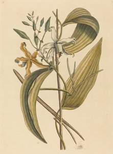 Le Vanelloe (Epidendrum Vanilla) - Mark Catesby