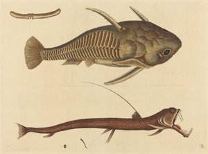 Le Silure à bouche de vipère - Mark Catesby