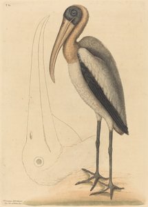 Le Pélican des bois Tantalus Loculator, publié 1731-1743 - Mark Catesby