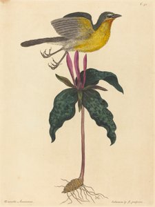 Le Bruant à poitrine jaune, publié en 1754 - Mark Catesby