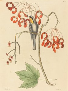 Le Grimpereau à gorge jaune - Mark Catesby