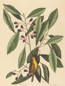 La Mésange jaune - Mark Catesby