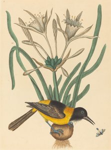 Le Pye jaune et noir (Oriolus Icterus) - Mark Catesby