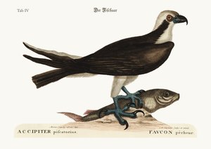 Le faucon pêcheur, 1749-73