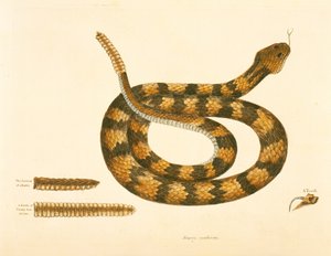 Serpent Caudison, Serpent à sonnette, planche 41, vol. 1, de 