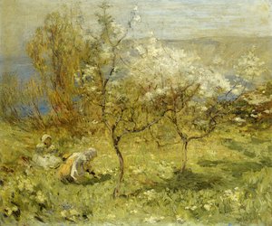 Fleurs de pommier