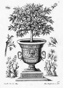 Orangers, vers 1735