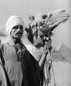 Chamelier près des pyramides, Égypte, 1937