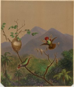 Colibris brésiliens III - Martin Johnson Heade