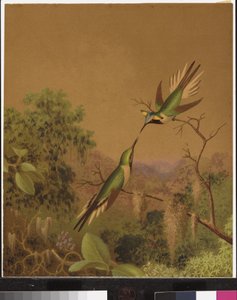 Colibris brésiliens IV - Martin Johnson Heade