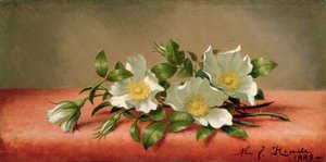 Roses Cherokee, 1889