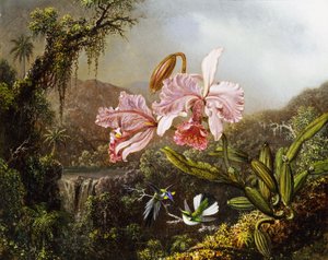 Orchidées et colibris dans une jungle brésilienne