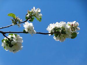 Fleur de pommier
