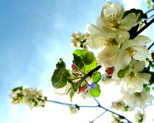 Fleurs d