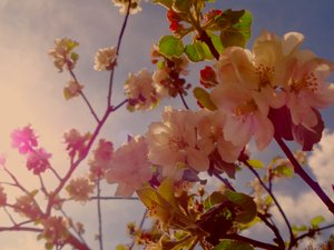 Fleurs d