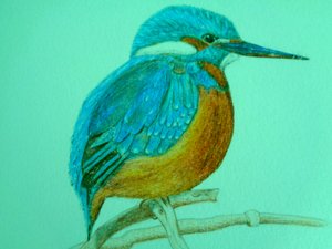 Oiseau - Martina Konitzky
